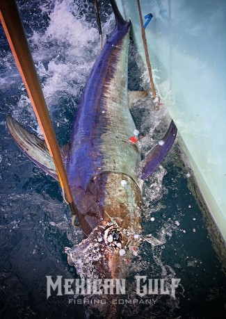 daytime swordfish charters gulf of mexico, venice, LA. MGFC. Parker Rodrigue