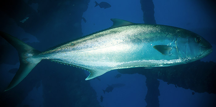 amberjack photo