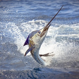 billfish photo mesican gulf fishing company, venice, la