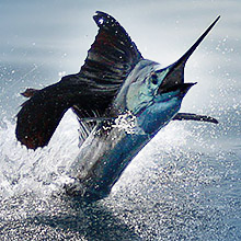 billfish photo - mexican gulf fishing co - website home
