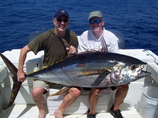 yellowfin tuna photo. venice, la.