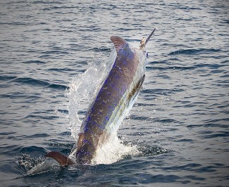 blue marlin photo - mexican gulf fishing co, venice, la