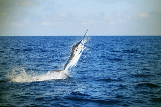 blue marlin photo - mexican gulf fishing company, venice, la