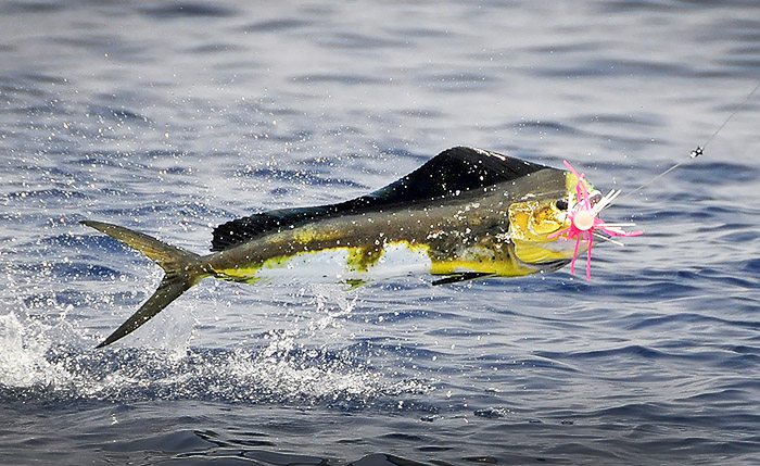 mahi-mahi photo, louisiana, mexican gulf fishing, venice, la