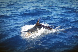 photo - marlin - mgfc - kevin beach