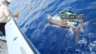 marlin fishing louisiana - mexican gulf fishing company photo