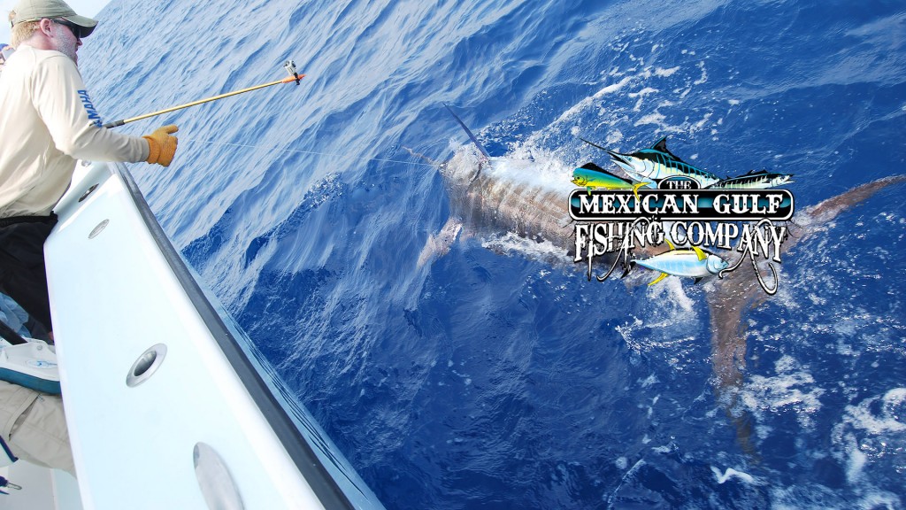 marlinmgfcslide3 Tuna Fishing Venice, LA Charter Fishing Venice