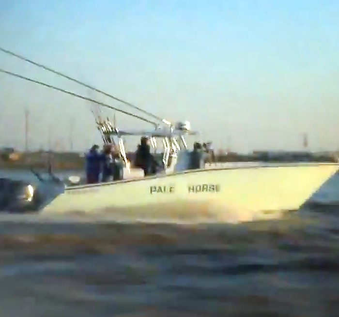 manta ray, yellowfin tuna and dorado venice, la. video still