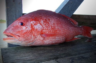 photo of red snapper caught in the gulf of mexico. Mexican Gulf Fishing company.