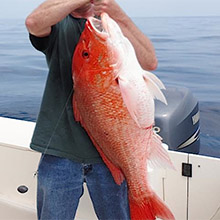 red snapper photo - mgfc website - home