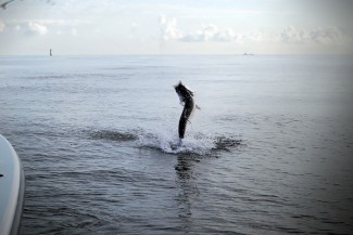 tarpon photo. tarpon fishing in louisiana.