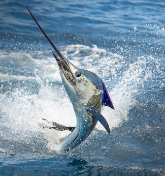 white marlin photo - mexican gulf fishing, venice, la