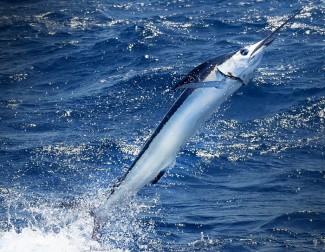 white marlin photo - gulf of mexico