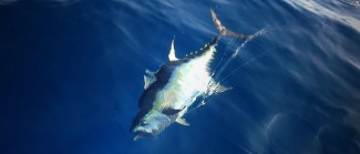 yellowfin tuna photo winter time. mgfc