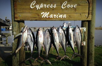 photo - yellowfin tuna - cypress cove marina - mgfc