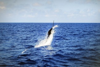 blue marlin photo, venice, la. MGFC