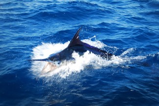 blue marlin photo. Marlin lurks near Venice, LA