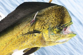 mahi mahi photo louisiana, venice, LA. MGFC