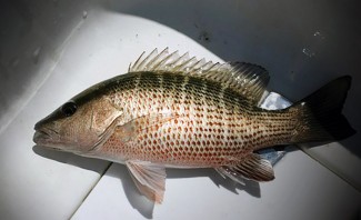 mangrove snapper photo.