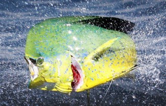 mahi-mahi photo. The dolphin color show MGFC>