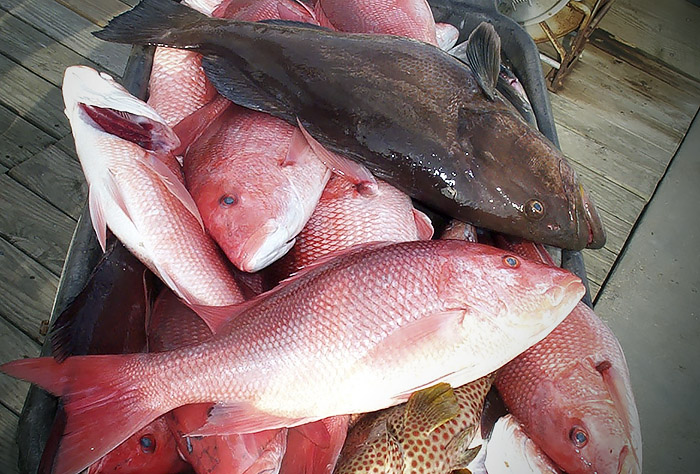 red snapper and tuna photo louisiana, venice. la.