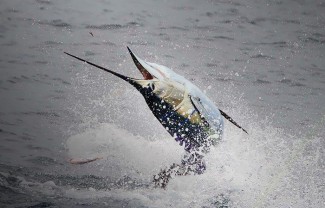 sailfish photo venice, la