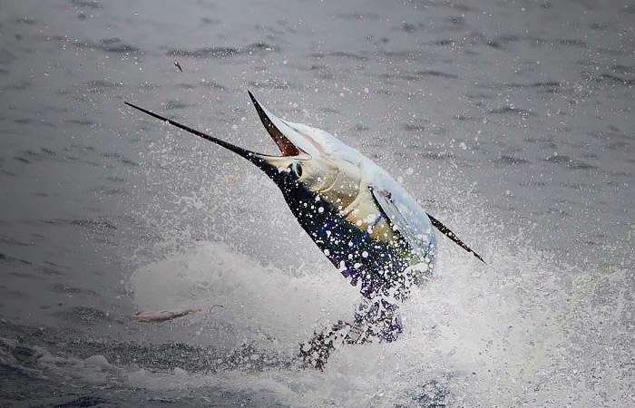 sailfish photo venice, la