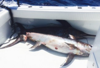 Two swordfish on the Wild Bill. Capt. Billy Wells brings charters on sword fishing trips in the Gulf of Mexico.