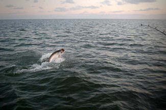 tarpon fishing louisiana. photo from mexican gulf fishing co.