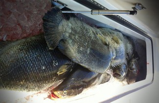 tripletail photo louisiana, mgfc.