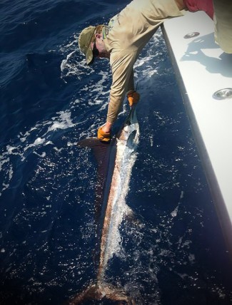 white marlin photo louisiana.