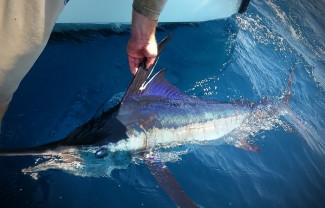 white marlin louisiana. photo caught by mgfc.