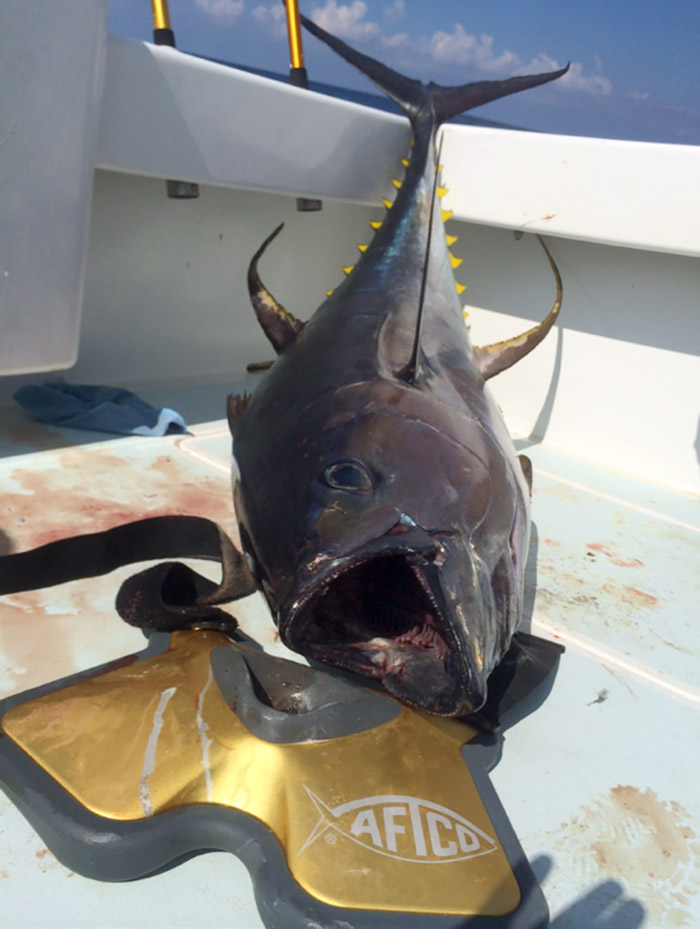 148lb-tuna-mayeux-mgfc