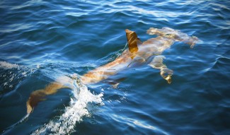 hammerhead shark photo, louisiana. Mexican Gulf Fishing