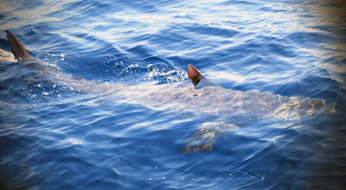 inshore shark photo louisiana. mgfc