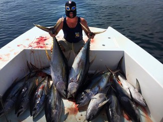 Yellowfin tuna and dolphin photos, mgfc.