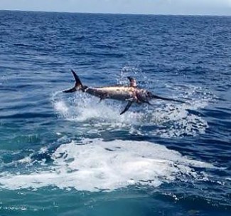 swordfish gulf of mexico photo - mgfc.