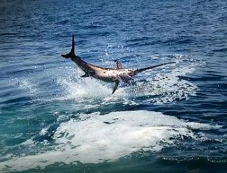 swordfish daytime - mgfc photo