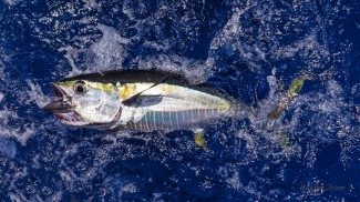 offshore fishing venice. yellwofin tuna louisiana. MGFC, venice, la