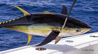 offshore fishing venice. yellowfin tuna photo j. stroke on board MGFC charter louisiana
