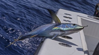 yellowfin tuna on boat, louisiana
