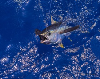 offshore fishing venice. yellowfin tuna says hi, photo. mgfc. j stroke, louisiana