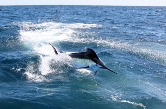 blue marlin gulf of mexico. mgfc photo