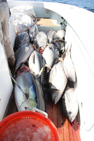 A boatload of yellowfin tuna venice, LA. MGFC fishes for yellowfin year round.