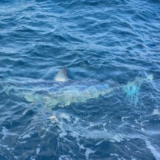 Look at this Mako Shark. Shark fishing Venice, LA. Mako Sharks. MGFC. Kevin Beach