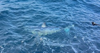 Look at this Mako Shark. Shark fishing Venice, LA. Mako Sharks. MGFC. Kevin Beach