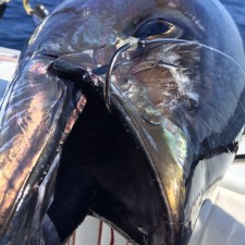 yellowfin tuna mustad hooks. MGFC photo. Kevin Beach