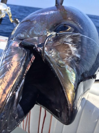 yellowfin tuna mustad hooks. MGFC photo. Kevin Beach