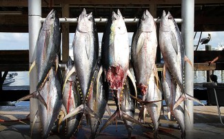 yellowfin tuna venice, la. Winter fishing for yellowfin tuna is strong. MGFC photo
