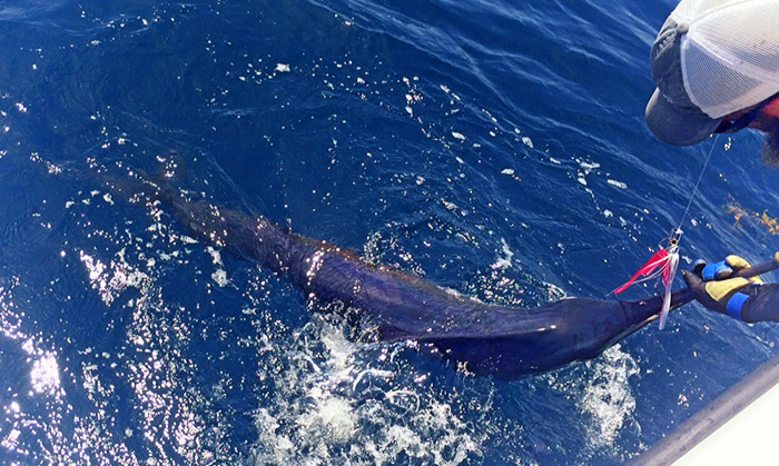 blue marlin venice, la. Capt. Travis Mayeux - April 2015, MGFC